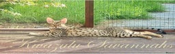 Savannah cats for sale: 12 Weeks Old 5*! -Exceptional Quality Tica Registr - Advert 4