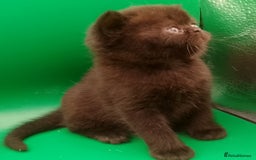 Exotic cats for sale:  Exotic British shorthair  - Image 6