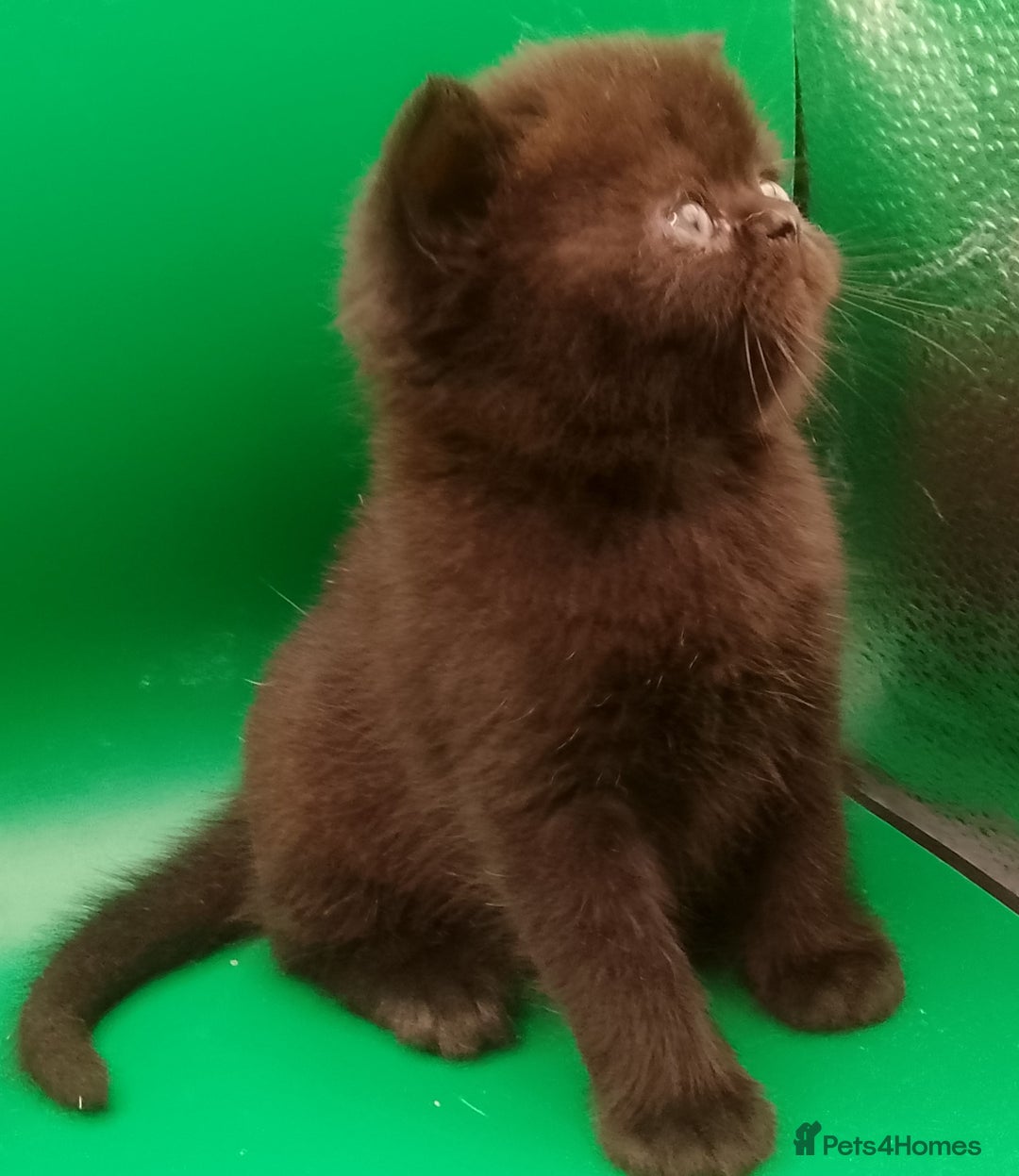 Exotic cats for sale:  Exotic British shorthair  - Image 6