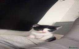 Mixed Breed cats for sale: 3 beautiful kittens available  - Image 20