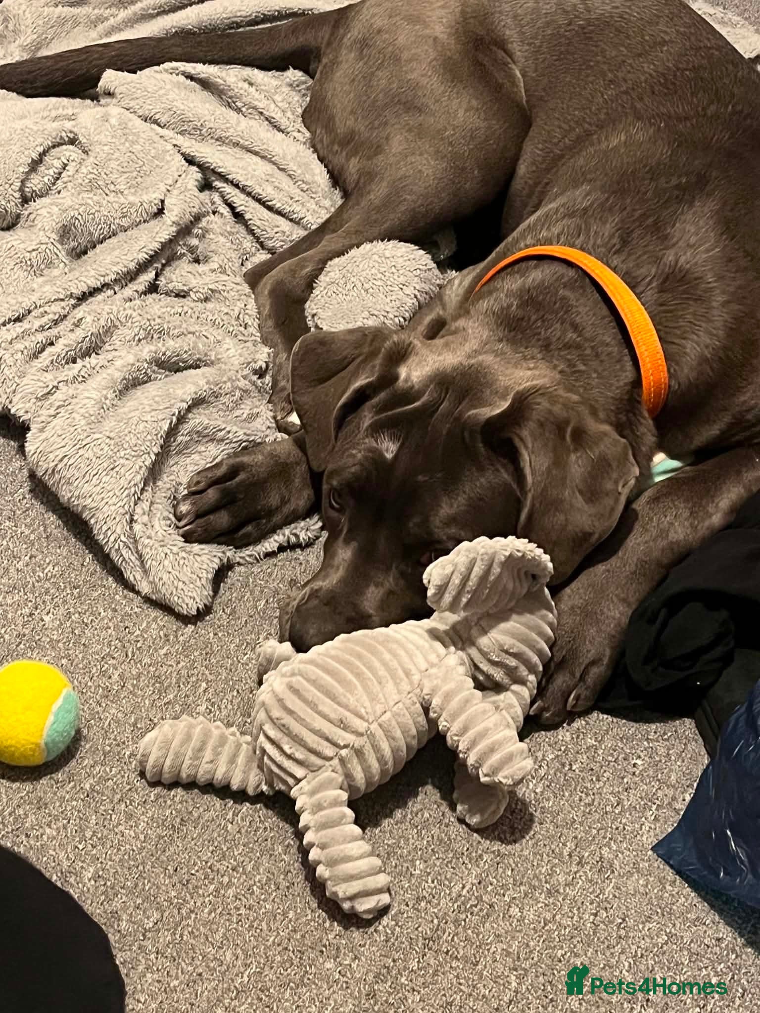 Cane Corso dogs Cane Corso Puppies- 3 LEFT - Advert 1