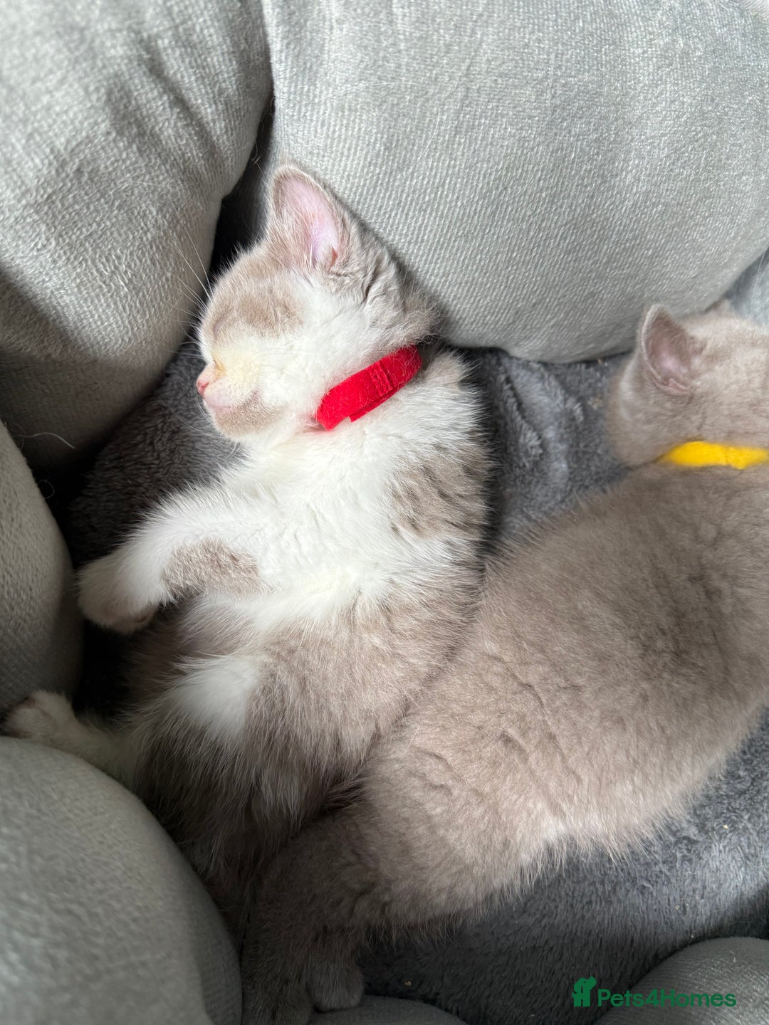 British Shorthair cats for sale: British Shorthair Champion Line kittens 🏆🥇😻 - Image 5