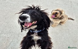 Cockapoo dogs for sale: 12 stunning cockapoo puppies ready now - Image 18