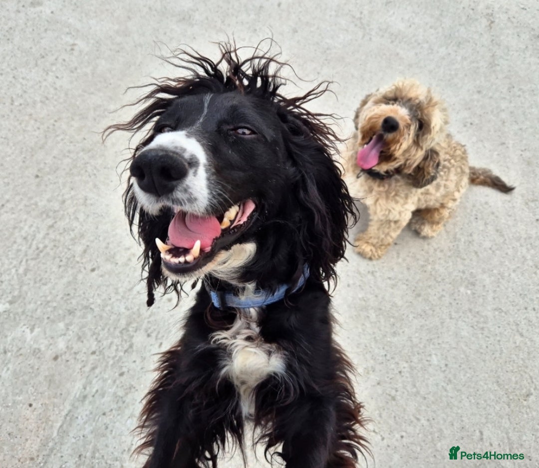 Cockapoo dogs for sale: 12 stunning cockapoo puppies ready now - Image 18
