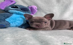French Bulldog dogs for sale: 5 Male French Bulldog Puppies - Image 11