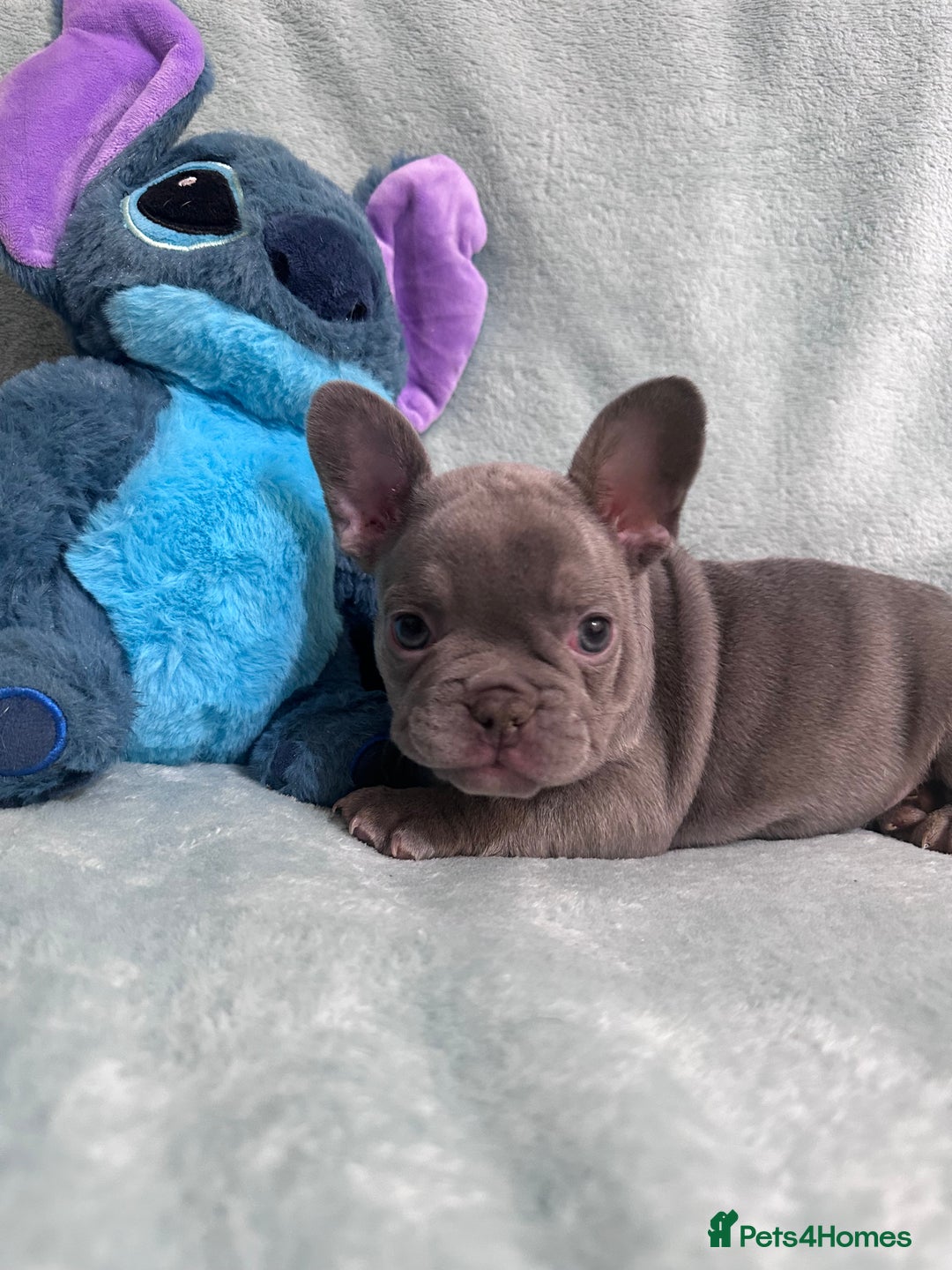 French Bulldog dogs for sale: 5 Male French Bulldog Puppies - Image 11
