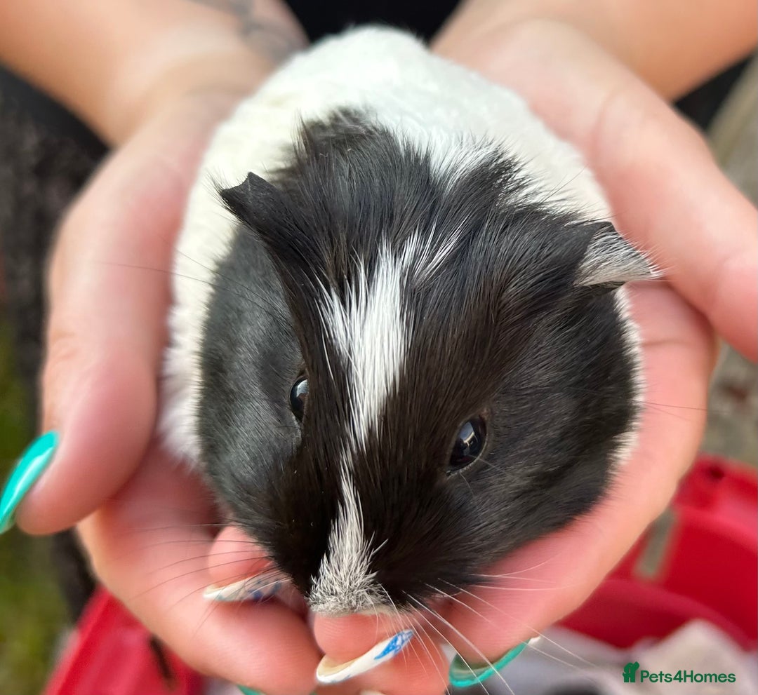 Guinea Pig rodents for sale: Guinea Pigs in Saxmundham - Image 4