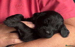 Flat coated Retriever dogs for sale: Nine beautiful flat coat retriever puppies in Falkirk - Image 10