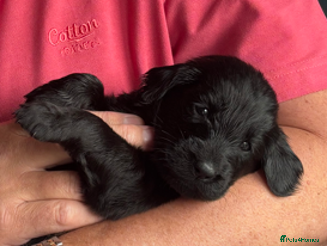 Flat coated Retriever dogs for sale: Nine beautiful flat coat retriever puppies in Falkirk - Image 10