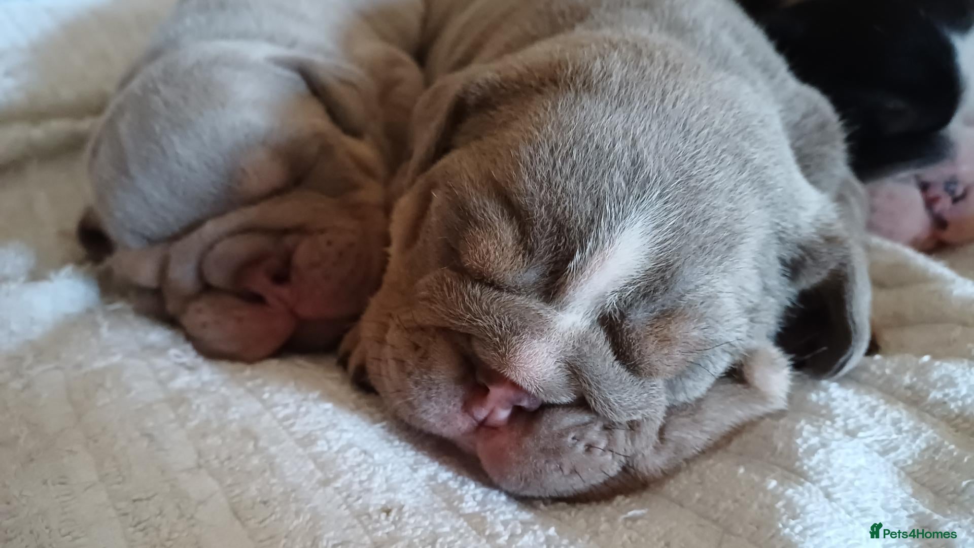 English Bulldog dogs Gorgeous English Bulldog Puppies - Advert 6