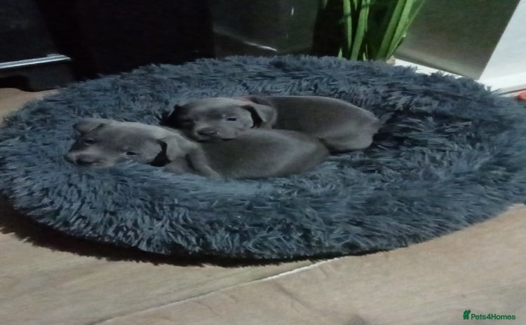 Staffordshire Bull Terrier dogs - Advert 4