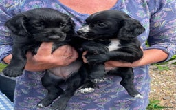 Cocker Spaniel dogs for sale: KC REG FIELD TRIAL SIRED COCKER SPANIEL PUPPIES  - Image 10