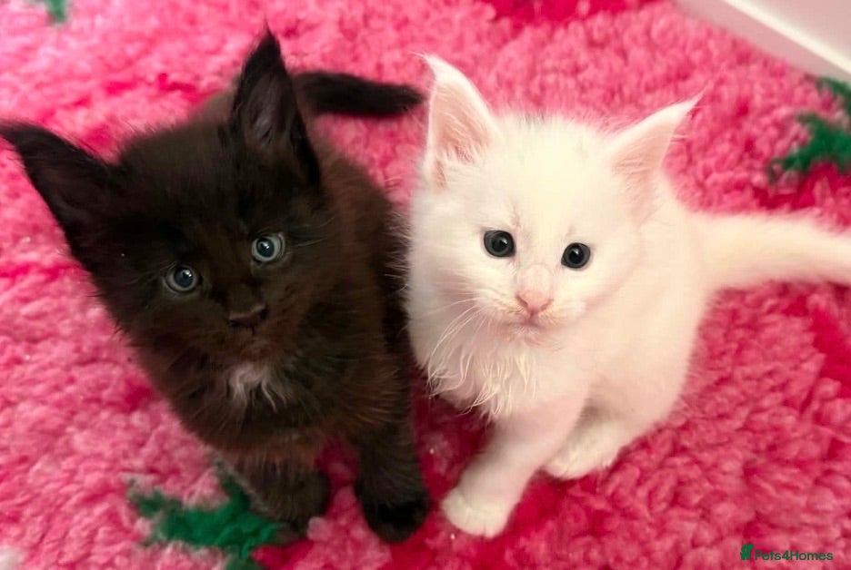 Maine Coon cats 💕Only 1 Girl Available💕Stunning White Mainecoon - Advert 1