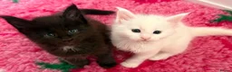 Maine Coon cats for sale: 💕Only 1 Girl Available💕Stunning White Mainecoon - Advert 1