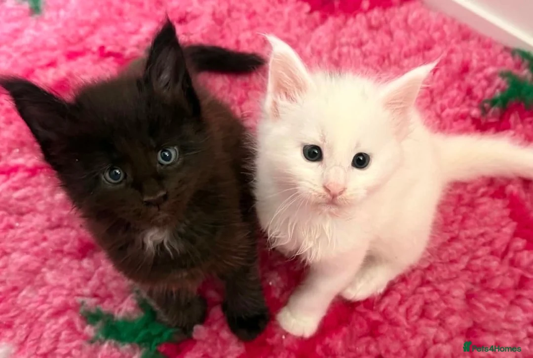 Maine Coon cats for sale: 💕Only 1 Girl Available💕Stunning White Mainecoon - Advert 1