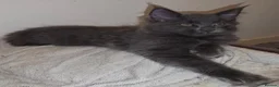 Ragcoon cats for sale: Beautiful smoke blue rag coon  - Advert 6