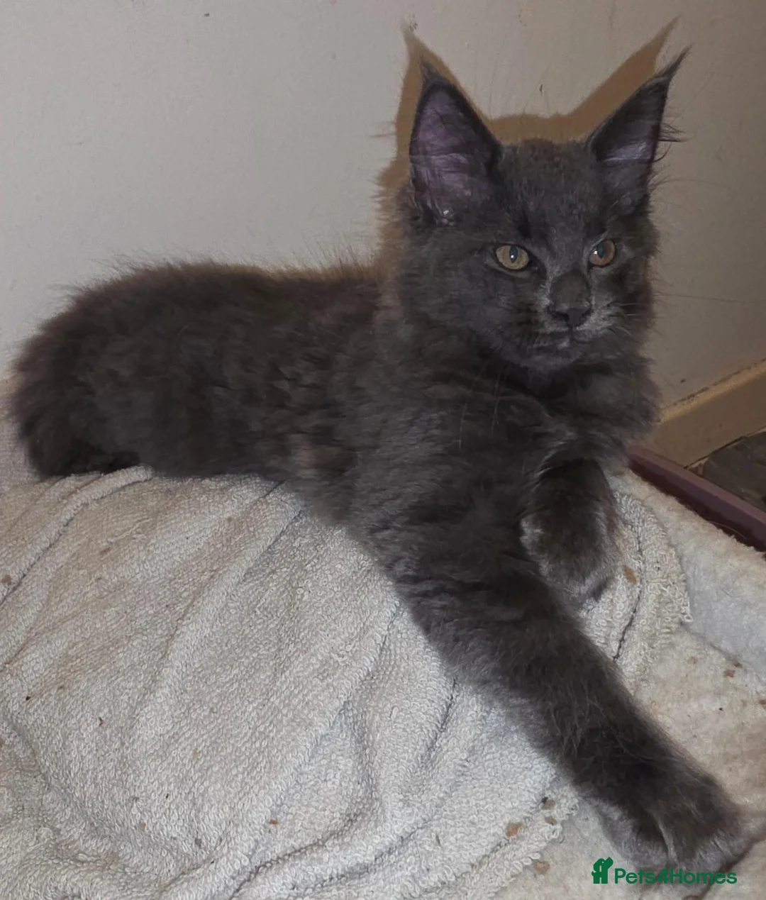 Ragcoon cats for sale: Beautiful smoke blue rag coon  - Advert 6