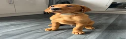 Labrador Retriever dogs for sale: 3 FoxRed Labrador Boys Available  - Advert 16