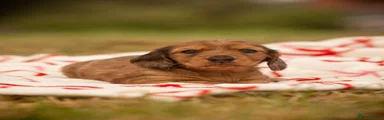 Miniature Dachshund 2