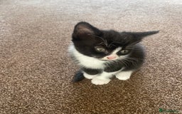 Mixed Breed cats for sale: 2 gorgeous female kittens  - Image 4