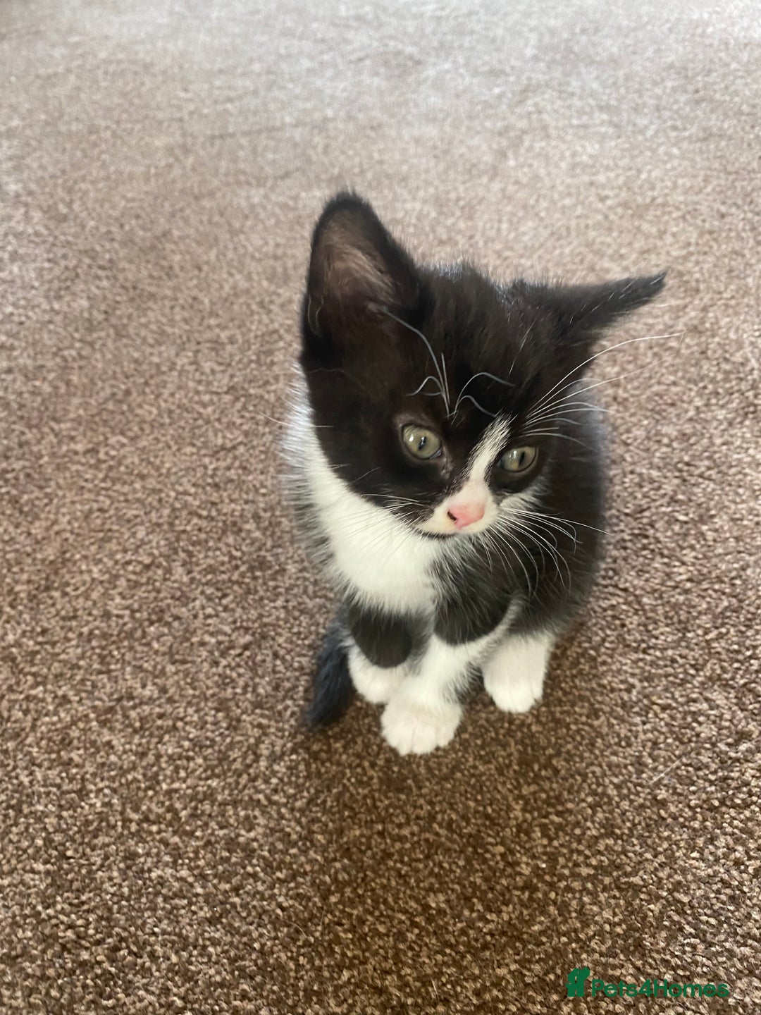 Mixed Breed cats for sale: 2 gorgeous female kittens  - Image 4