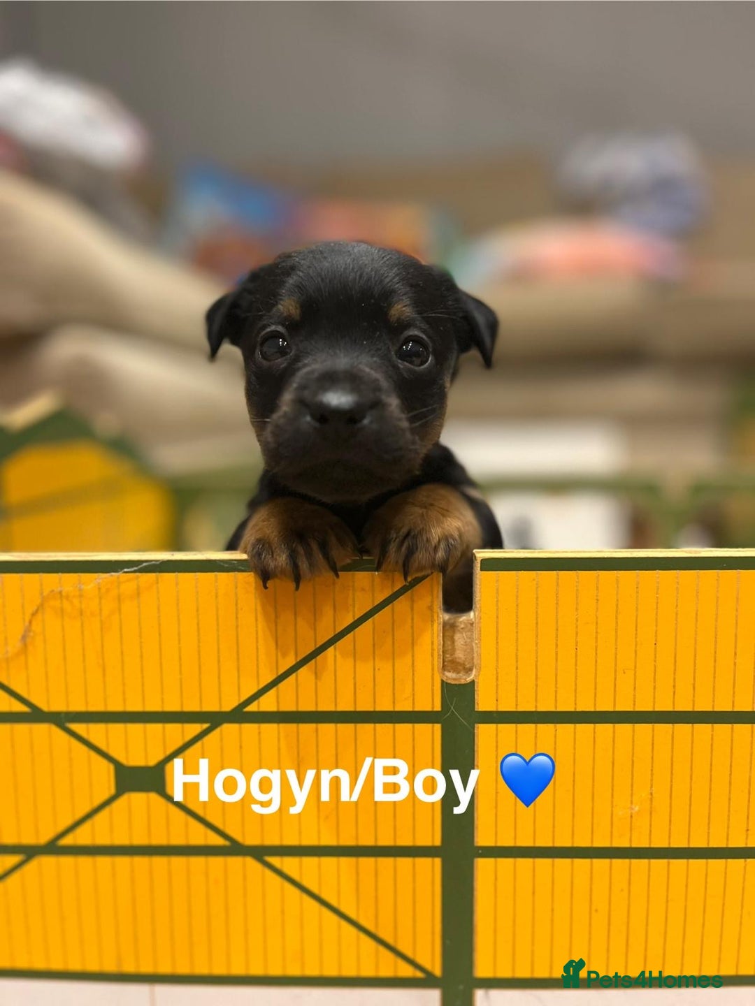 Jack Russell dogs for sale: Jack Russell pups - Advert 5