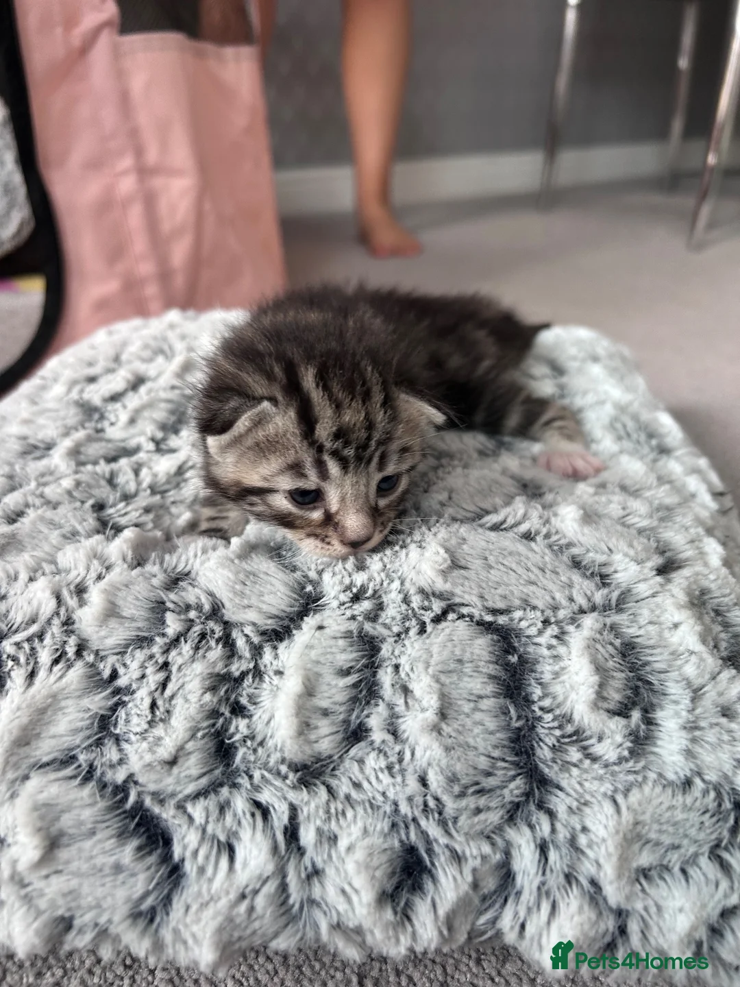 Mixed Breed cats for sale: 2 male and 1 female kitten for sale  - Advert 2