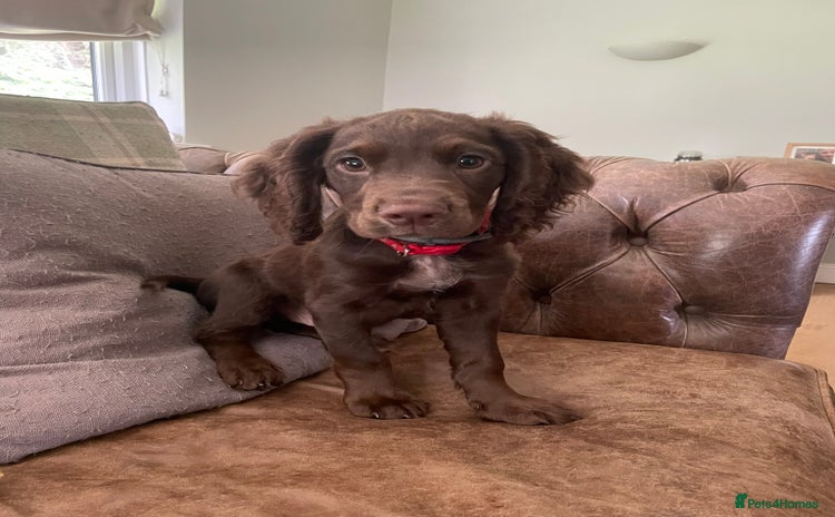 Cocker Spaniel dogs - Advert 1