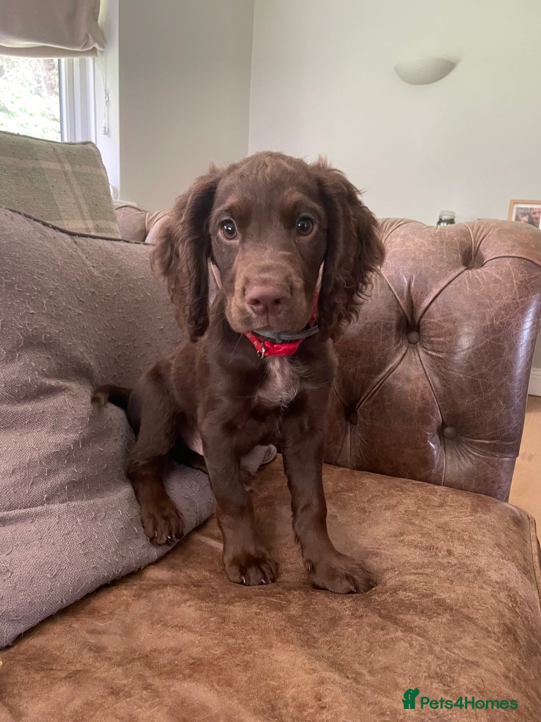 Cocker Spaniel dogs for sale: Stunning KC reg working cocker spaniel - Image 1