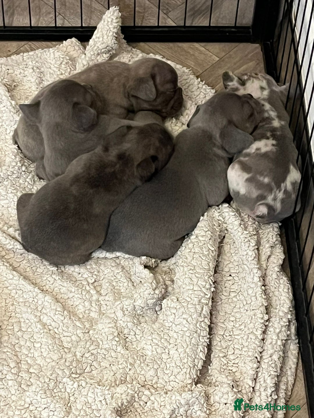 French Bulldog dogs for sale: French Bulldogs merle x fluffy puppies - Image 2
