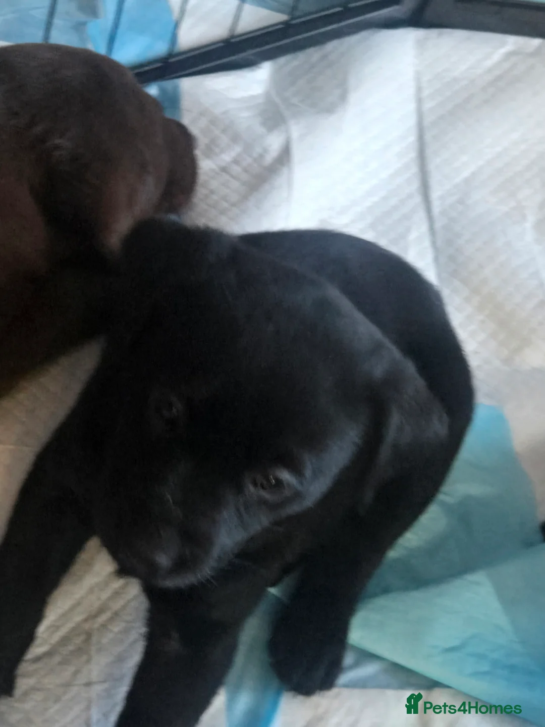 Labrador Retriever dogs for sale: 8 beautiful lab puppies  in Bridgwater - Advert 2