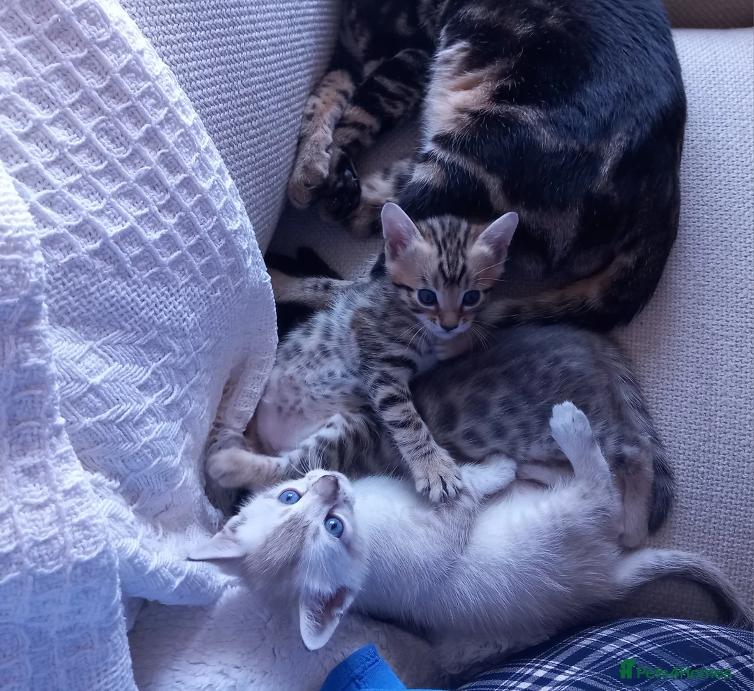 Bengal cats for stud: PROVEN ♡ Handsome BENGAL STUD > Carries SNOW + SLV in Birmingham - Advert 18