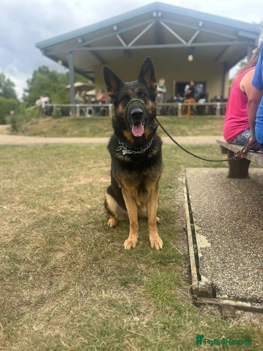 German Shepherd dogs for sale: Kara 6 Year Old GSD Looking For New Home - Image 2