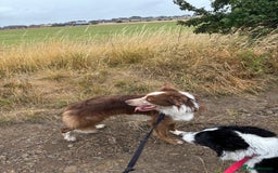 Border Collie dogs for stud: Red/white Border collie STUD in Batley - Image 15