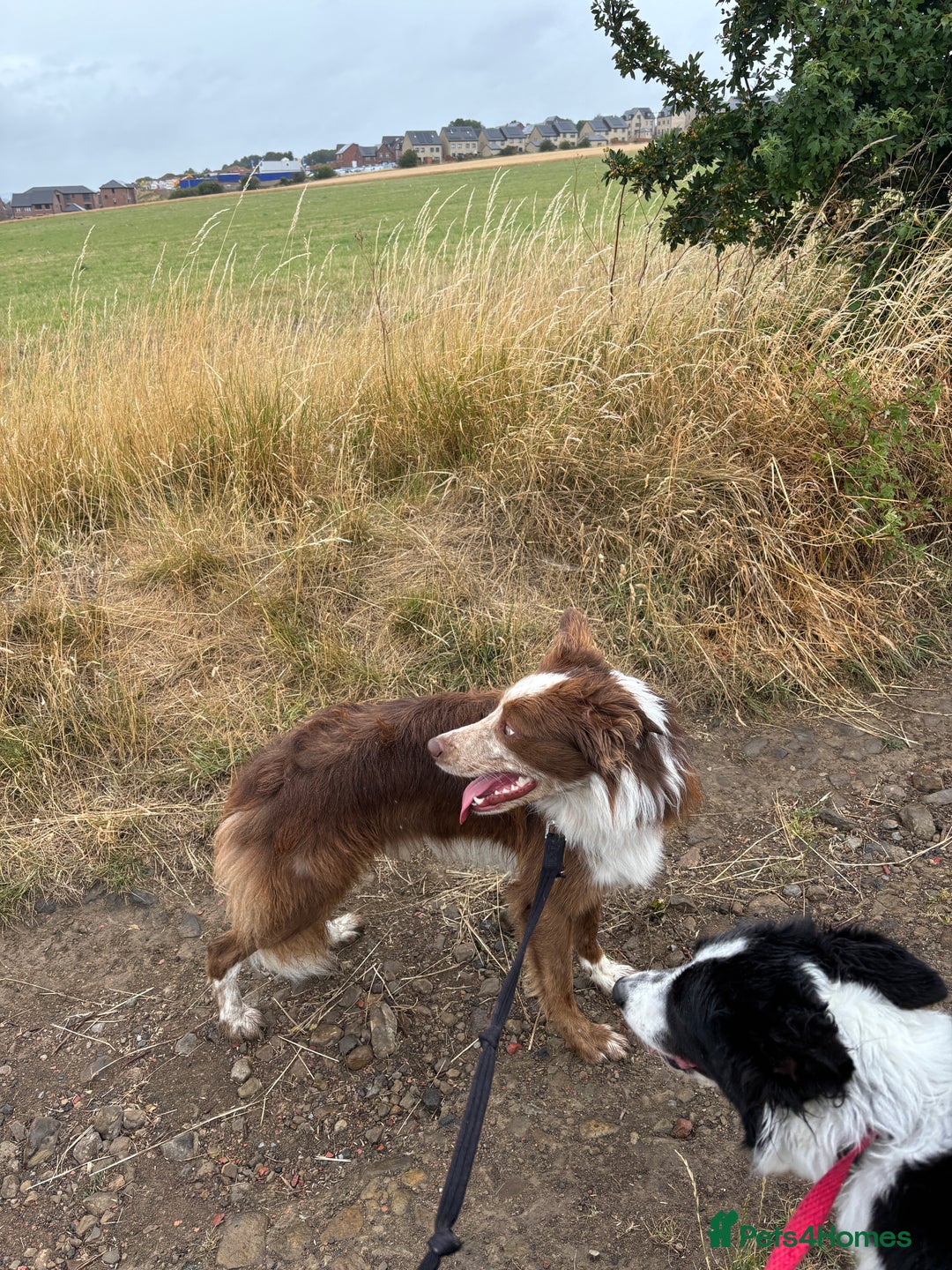 Border Collie dogs for stud: Red/white Border collie STUD in Batley - Image 15