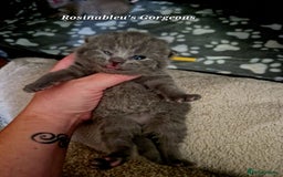 British Shorthair cats for sale:  Gccf British shorthair kittens champion lines 🏆 - Image 9