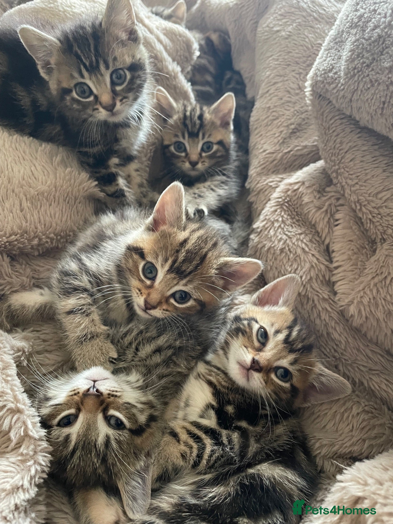 Mixed Breed cats Tabby/Tortoiseshell/Cross Ragdoll Kittens - Advert 2