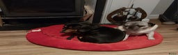 Miniature Dachshund dogs for sale: Miniature Daschund. Female. 3.5 years old.  - Advert 2
