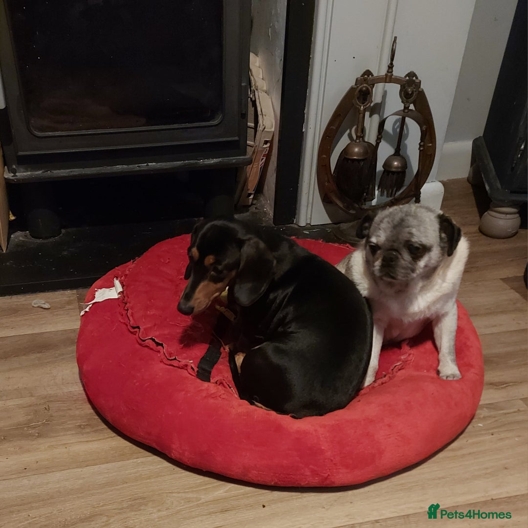 Miniature Dachshund dogs for sale: Miniature Daschund. Female. 3.5 years old.  - Advert 2