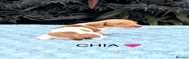 CHIA 