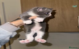 Domestic Shorthair cats for sale: Grey Kittens - Image 4