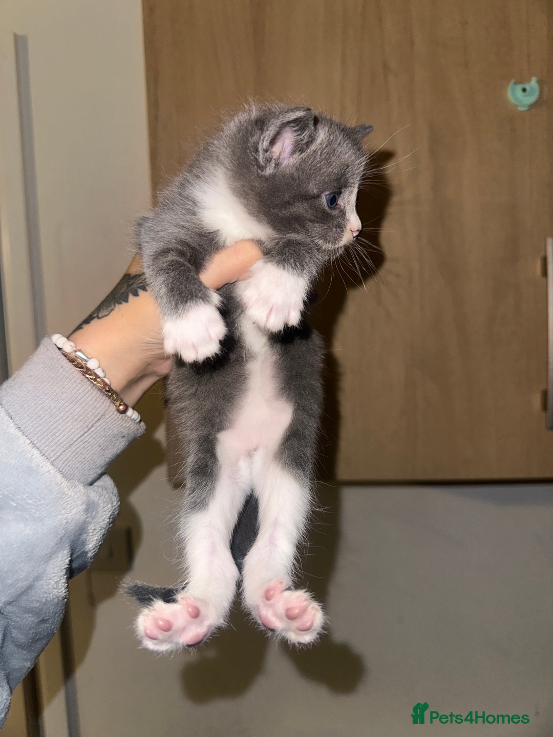 Domestic Shorthair cats for sale: Grey Kittens - Image 4