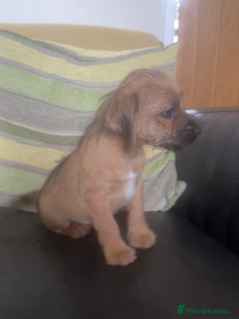 Mixed Breed dogs - Advert 1