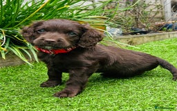 Cockapoo dogs for sale: F2 Toy Cockapoos, Two chocolate boys left - Image 1