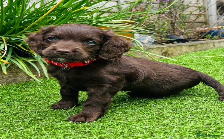 Cockapoo dogs - Advert 6