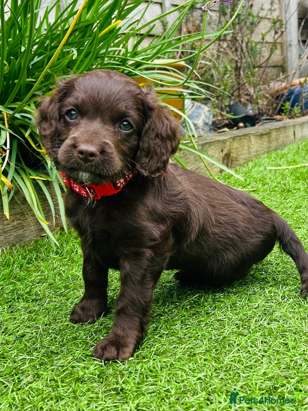 Cockapoo dogs for sale: F2 Toy Cockapoos, Two chocolate boys left - Image 1