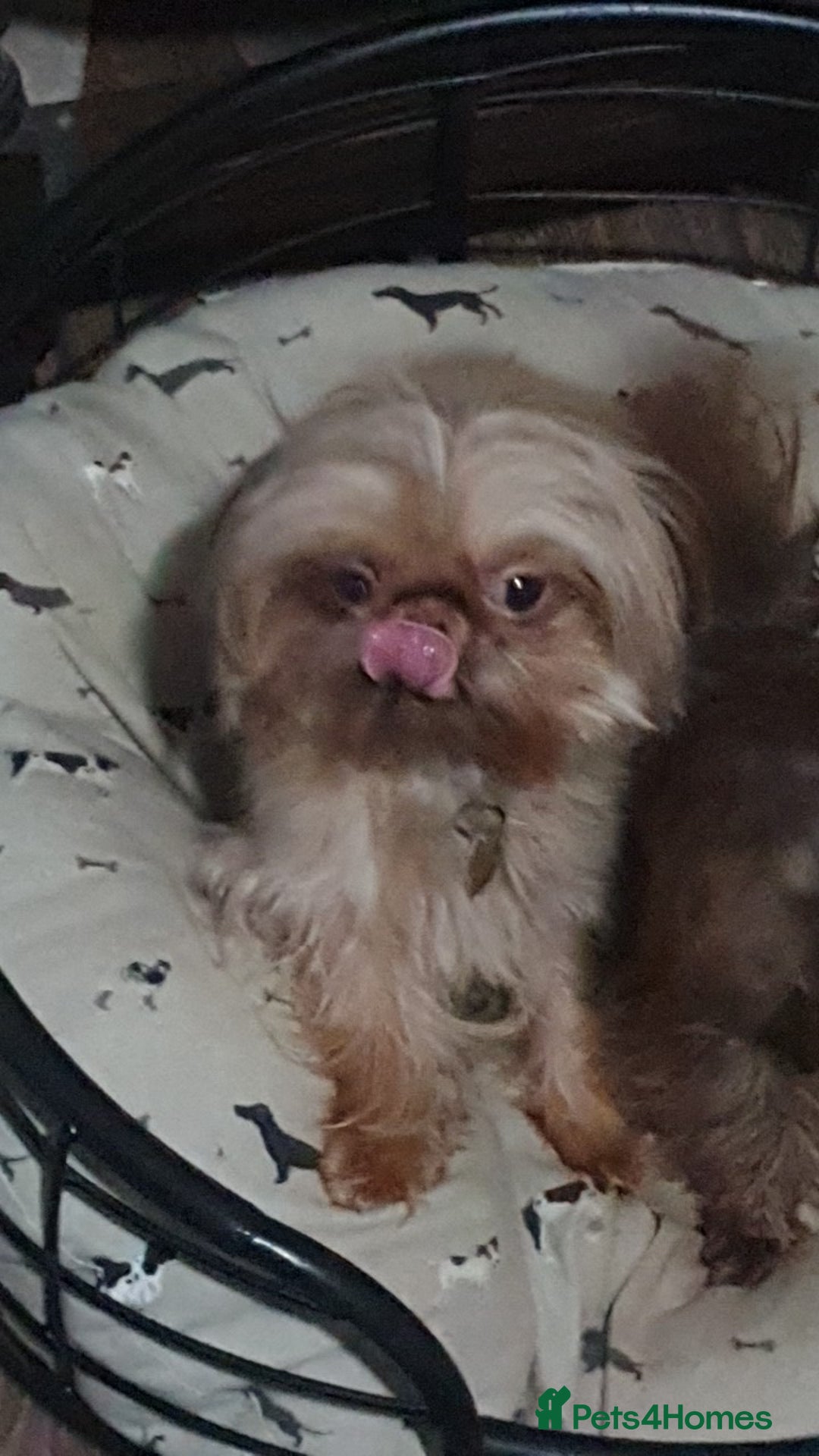 Shih Tzu dogs for stud: imperial orange/gold 1.7kg tiny boy for stud - Advert 4