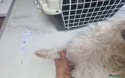 Bichon Frise dogs for adoption: KETHO - a superb, little boy, for a Loving Home - Image 10