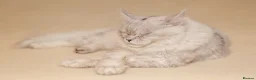 Maine Coon cats for sale: TICA registred Maine coon kittens. Rare colours  - Advert 21