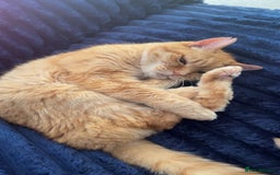 Domestic Shorthair cats for sale: Zuki the cat - Image 3